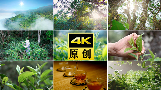 茶春茶茶叶文化茶绿茶茶水泡茶白茶茶道茶汤