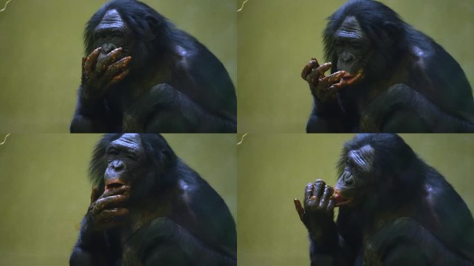 倭黑猩猩在吃呕吐物