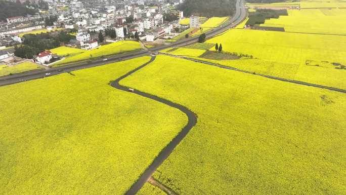 云南省曲靖市罗平百万亩油菜花4k航拍