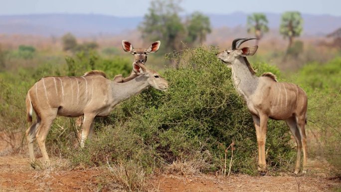 南非克鲁格国家公园，羚羊在灌木丛中觅食