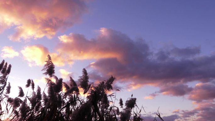 潘帕斯草原与戏剧性的天空。