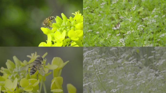 4k 自然蚜蝇传粉芫荽花油菜花 不是蜜蜂