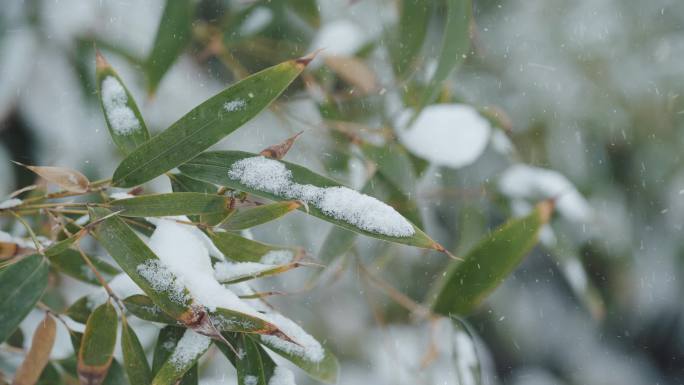 下雪天竹子植物