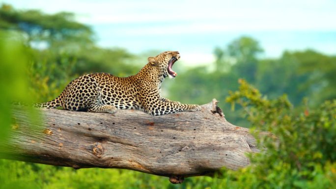 在坦桑尼亚林地的树枝上晒太阳的豹子。斑点猫懒洋洋地躺在异国情调的非洲森林的树干上