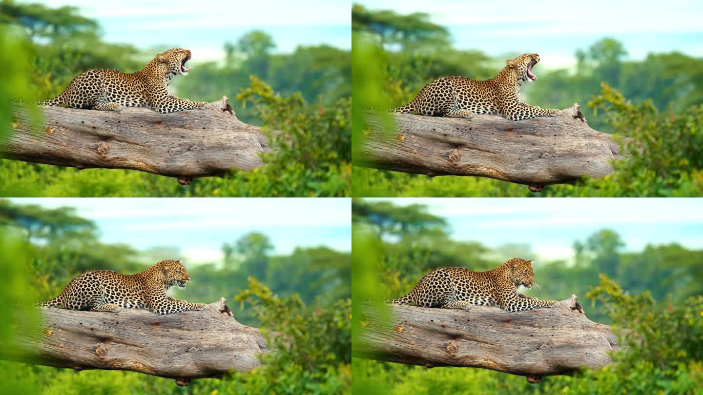 在坦桑尼亚林地的树枝上晒太阳的豹子。斑点猫懒洋洋地躺在异国情调的非洲森林的树干上