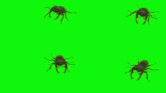 在绿色背景上孤立的雄鹿甲虫