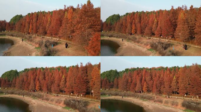 四川德阳旌阳区东湖山公园红色水杉航拍