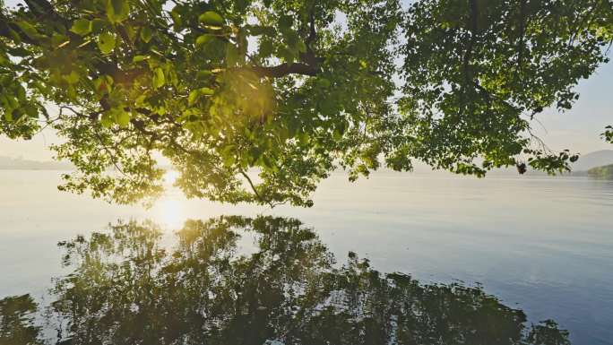 湖边亲水大树光影