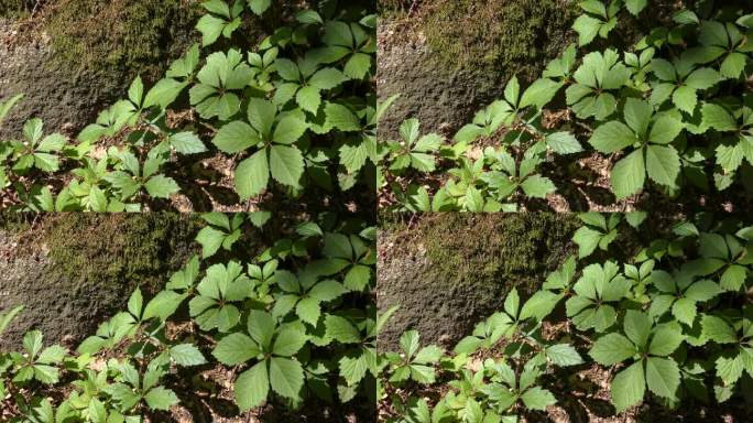 在长满苔藓的石头的背景上，用弗吉尼亚蔓生植物的叶子镶嵌而成。