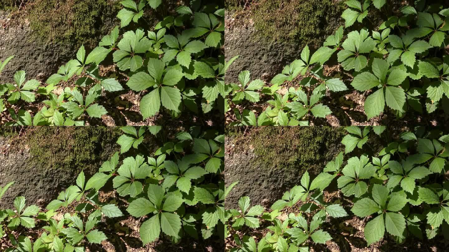 在长满苔藓的石头的背景上，用弗吉尼亚蔓生植物的叶子镶嵌而成。