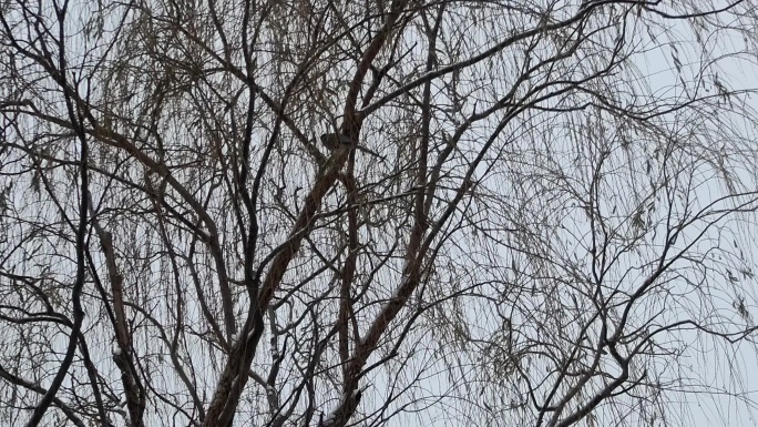 树杈上的鸟儿惊飞