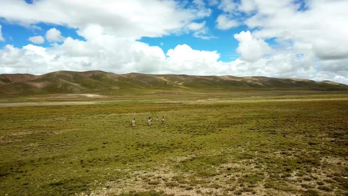 航拍高原三江源头草原动物奔跑着野驴奔跑