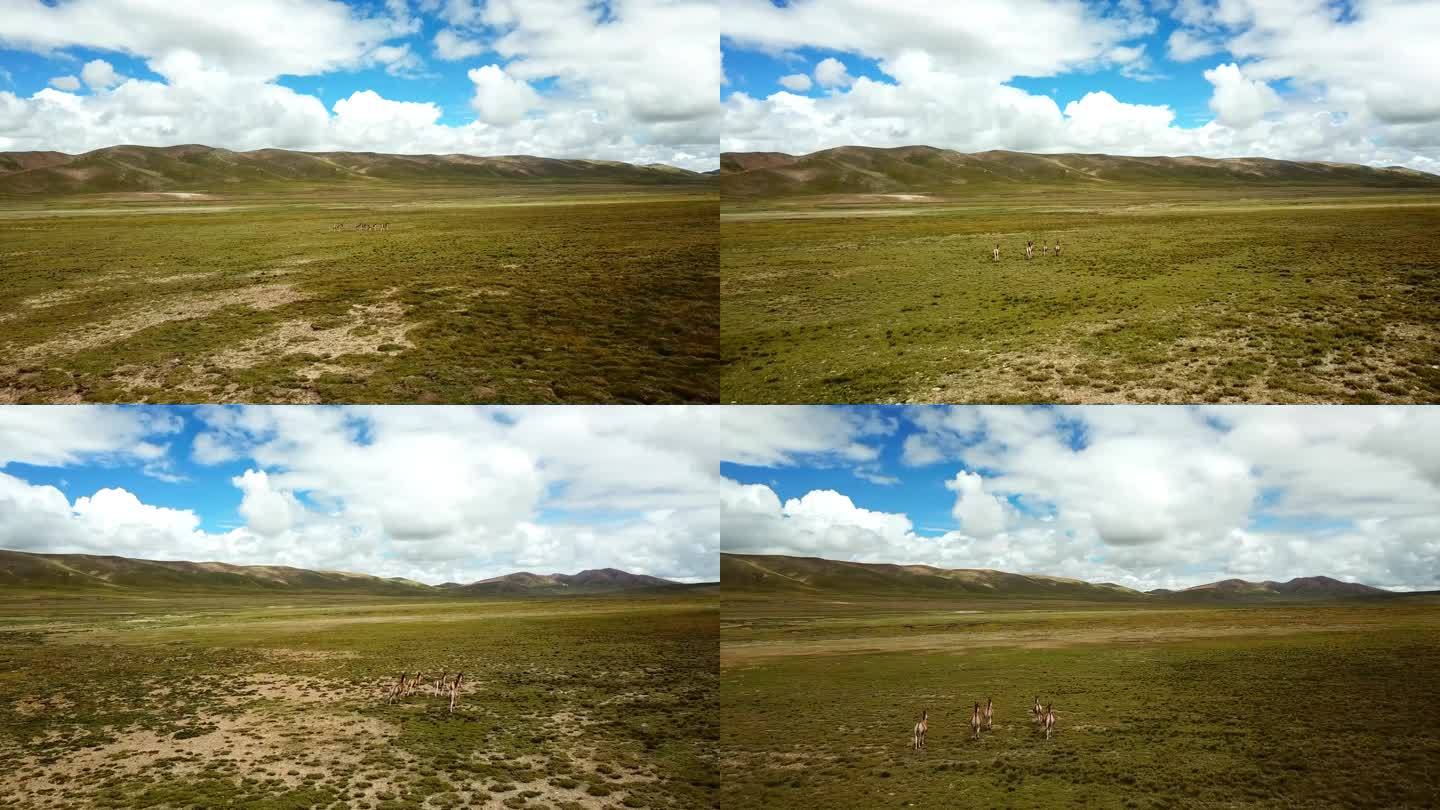航拍高原三江源头草原动物奔跑着野驴奔跑