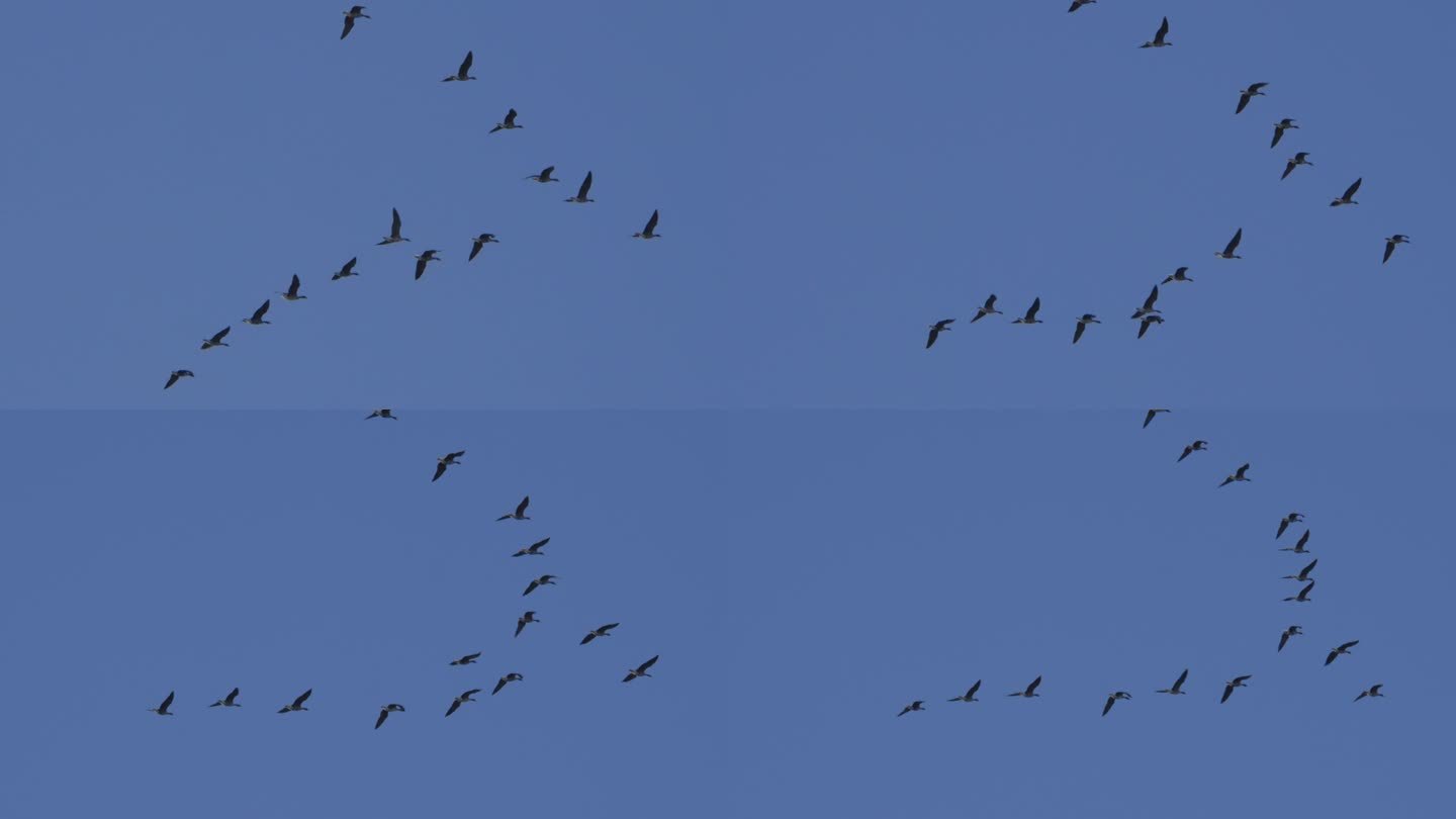 鸟排成V字形飞行。V形飞行队形的鸟群一起迁徙。迁徙的大鸟编队飞行。迁徙的大鸟编队飞行。