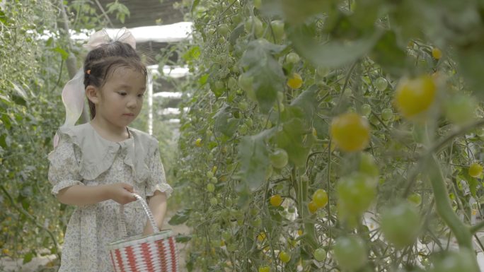 小朋友采摘圣女果