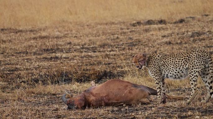 猎豹坐在它的猎物旁边，一只脸上带血的羚羊正在吃它的猎物