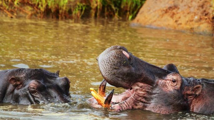 在塞伦盖蒂国家公园，两只热情洋溢的河马在河中嬉戏。一对相爱的河马在河中欢快地嬉戏。
