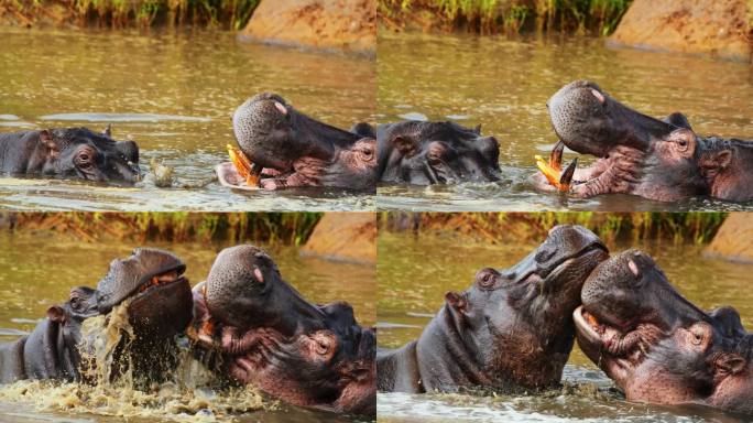 在塞伦盖蒂国家公园，两只热情洋溢的河马在河中嬉戏。一对相爱的河马在河中欢快地嬉戏。