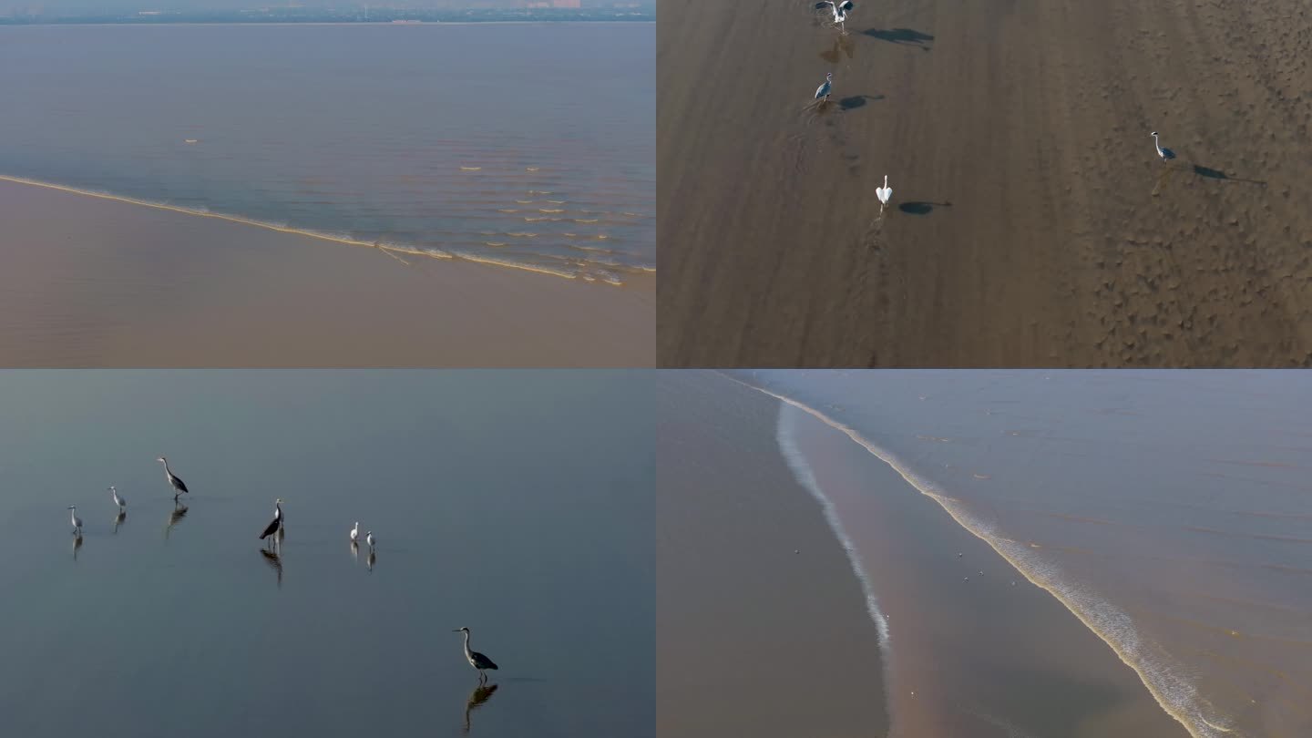 钱塘江潮水湿地滩涂鹭鸟候鸟航拍