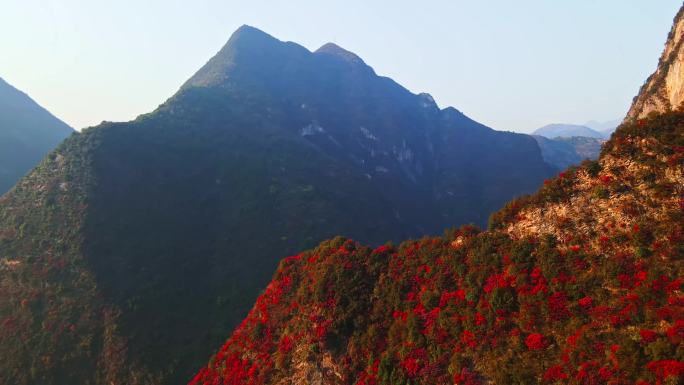 三峡红叶