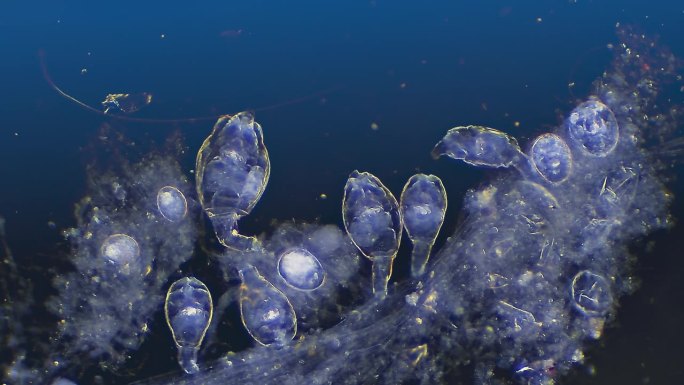 微生物——轮虫的群落