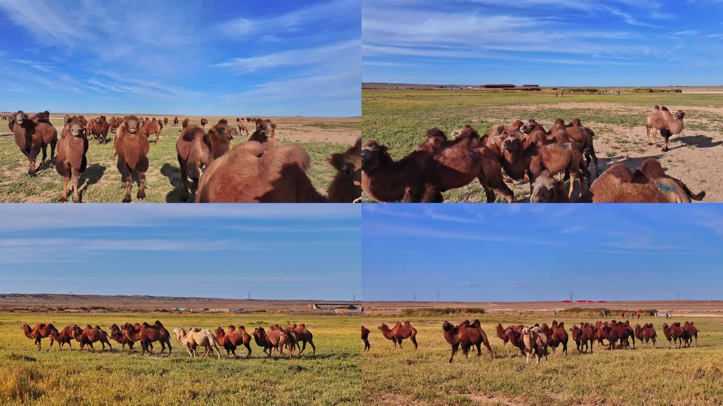 西部戈壁草原骆驼群