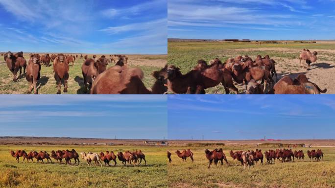 西部戈壁草原骆驼群