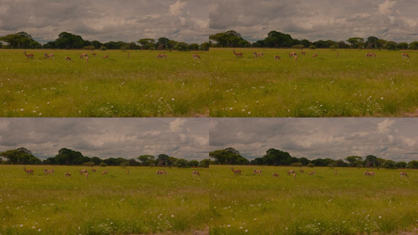 一群鹿在塔兰吉雷广阔的草原上和谐地吃草