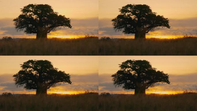 孤零零的树的剪影映衬着充满活力的塔兰吉尔夕阳
