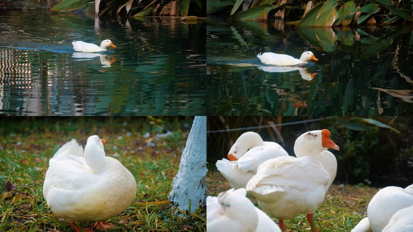 秋日嬉戏的大白鸭