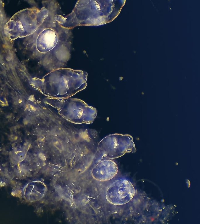 微生物——轮虫的群落