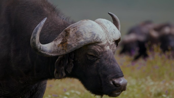 在茂密的草地上吃草的非洲水牛被昆虫和鸟类骚扰。在坦桑尼亚，水牛在吃绿色植物时被虫子和鸟类同伴打扰