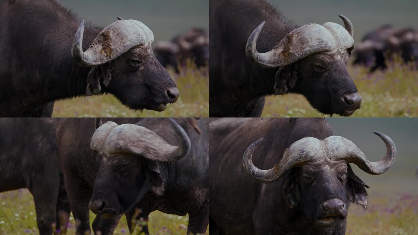 在茂密的草地上吃草的非洲水牛被昆虫和鸟类骚扰。在坦桑尼亚，水牛在吃绿色植物时被虫子和鸟类同伴打扰