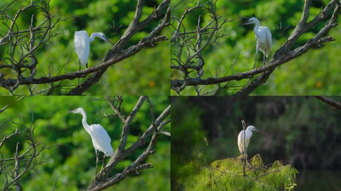 站在树枝上的白鹭白鹤