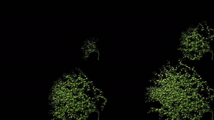 绿色植物藤蔓生长动画攀爬透明底4K视频