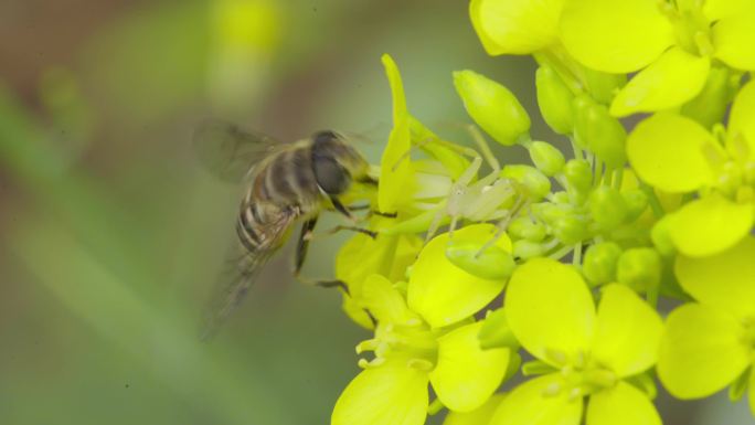 4k 自然 蜜蜂遇到蚜蝇传粉 油菜花