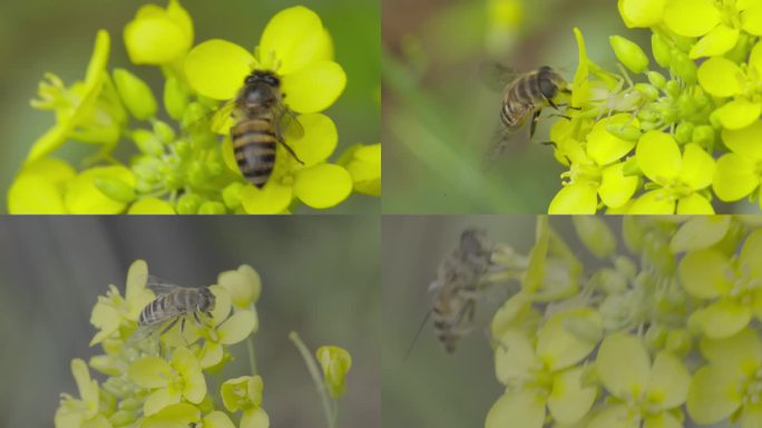 4k 自然 蜜蜂遇到蚜蝇传粉 油菜花