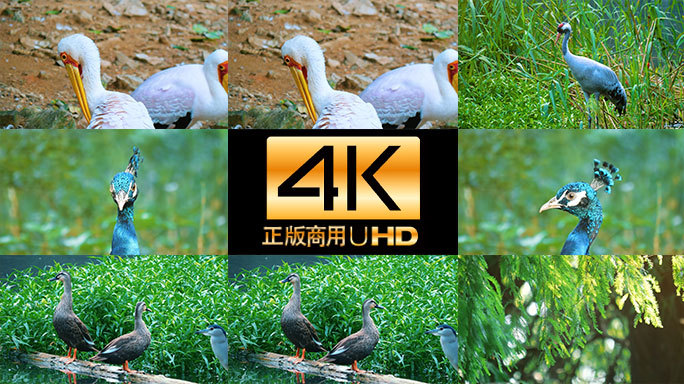 生态湿地自然保护区丹顶鹤等珍稀动物4K