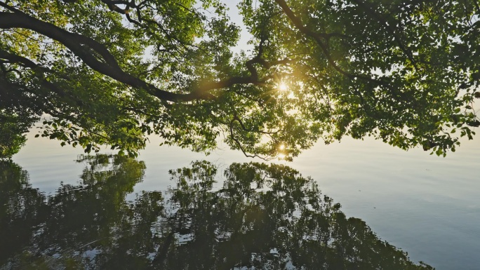 湖边亲水大树光影