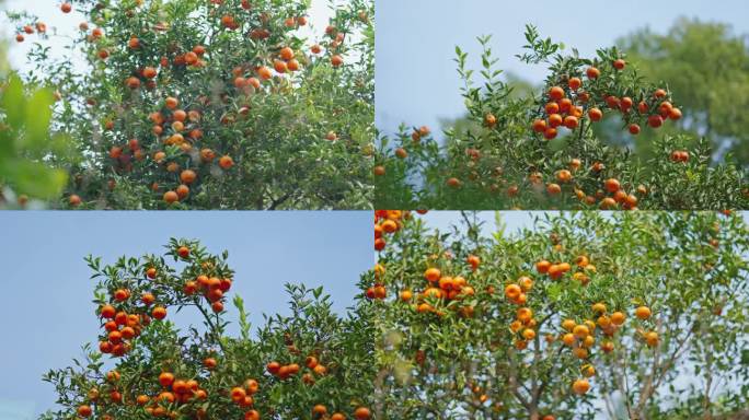4k树上柑橘橘子果实硕果累累