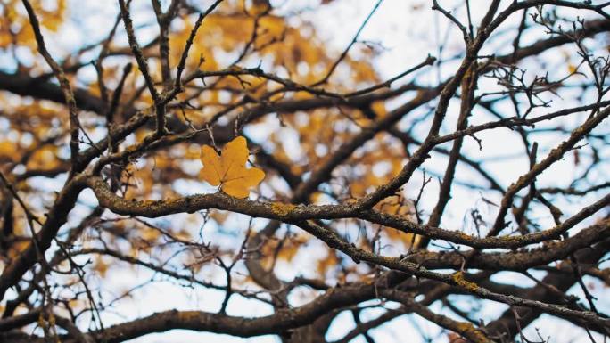 去年秋天，枯黄的枫叶挂在树枝上