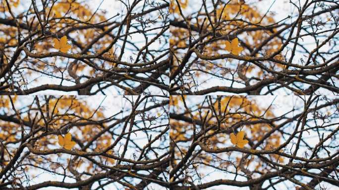 去年秋天，枯黄的枫叶挂在树枝上