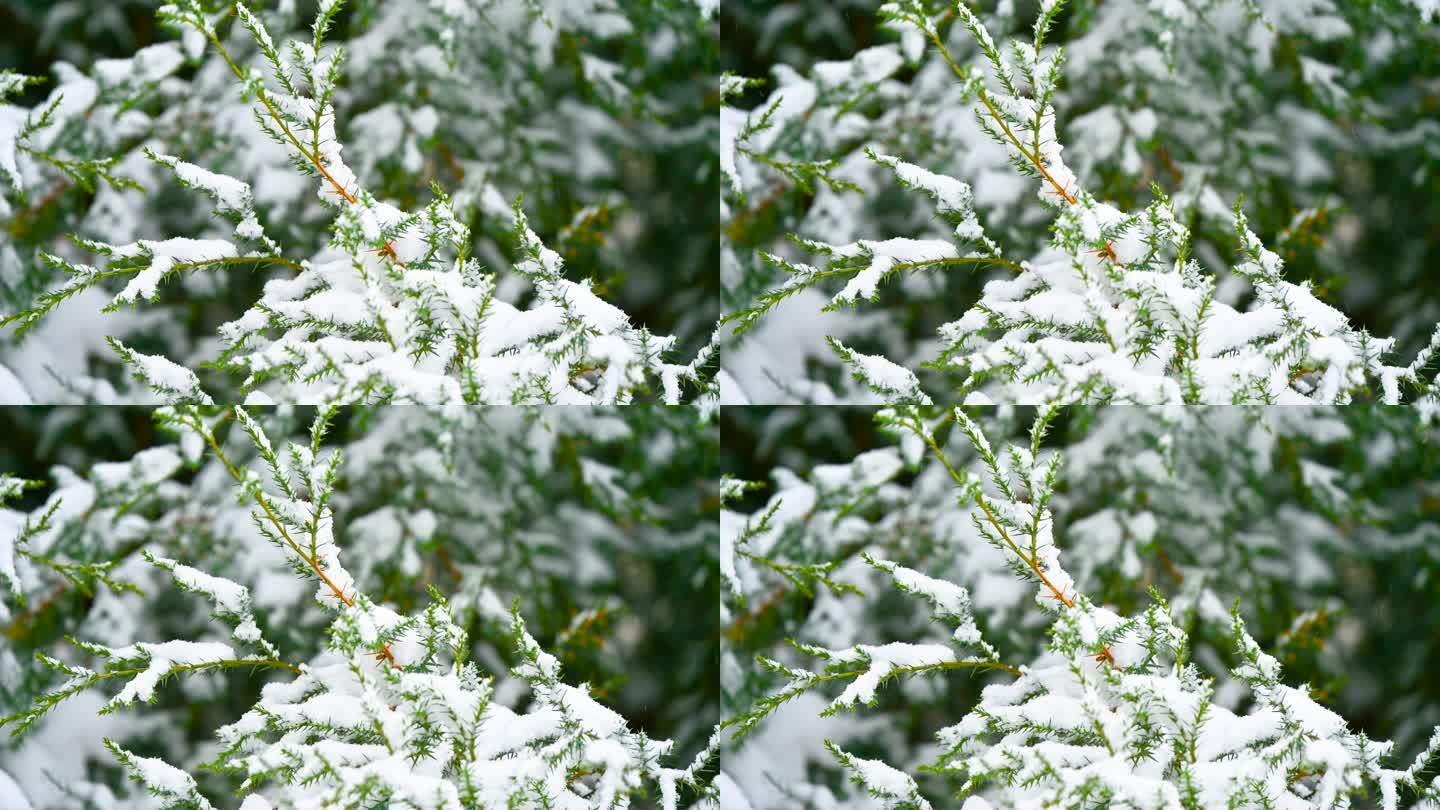 下雪天的柏树枝头积雪特写