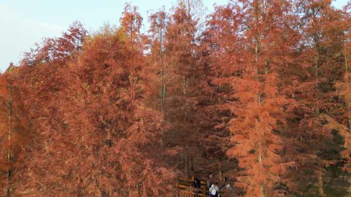 四川德阳旌阳区东湖山公园红色水杉航拍