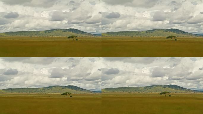 摄于塞伦盖蒂国家公园的大片草地。坦桑尼亚森林中风景优美的草原，映衬着戏剧性的天空