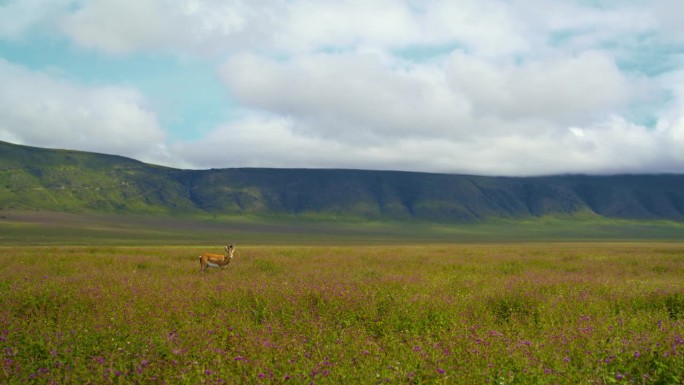 警惕的鹿在坦桑尼亚翠绿的土地上吃草。警觉的羚羊在茂密的草木中吃草