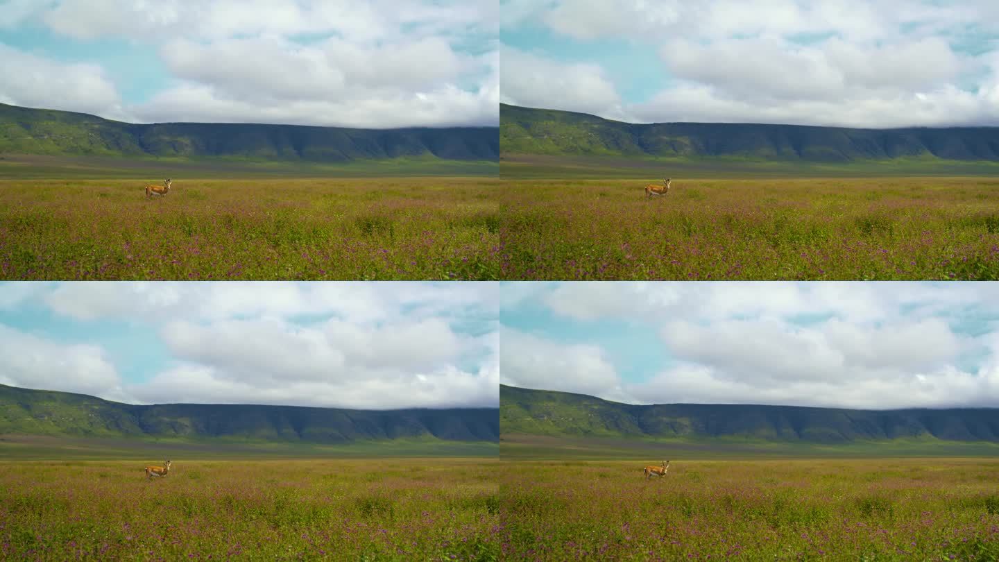 警惕的鹿在坦桑尼亚翠绿的土地上吃草。警觉的羚羊在茂密的草木中吃草