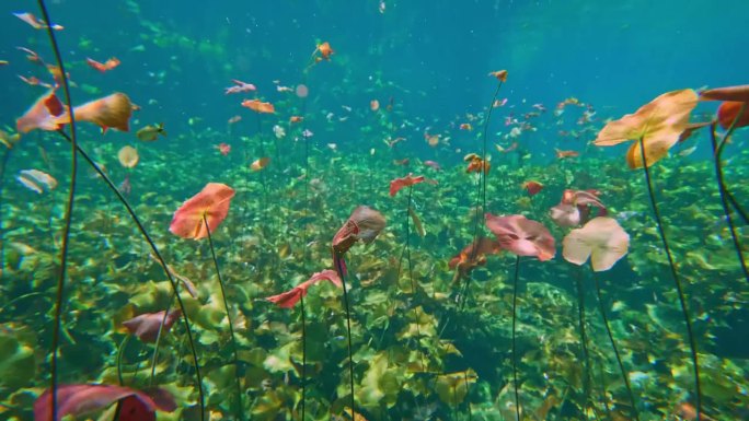 圣莲，(莲花)，迷人的可食用水生植物发现在海底