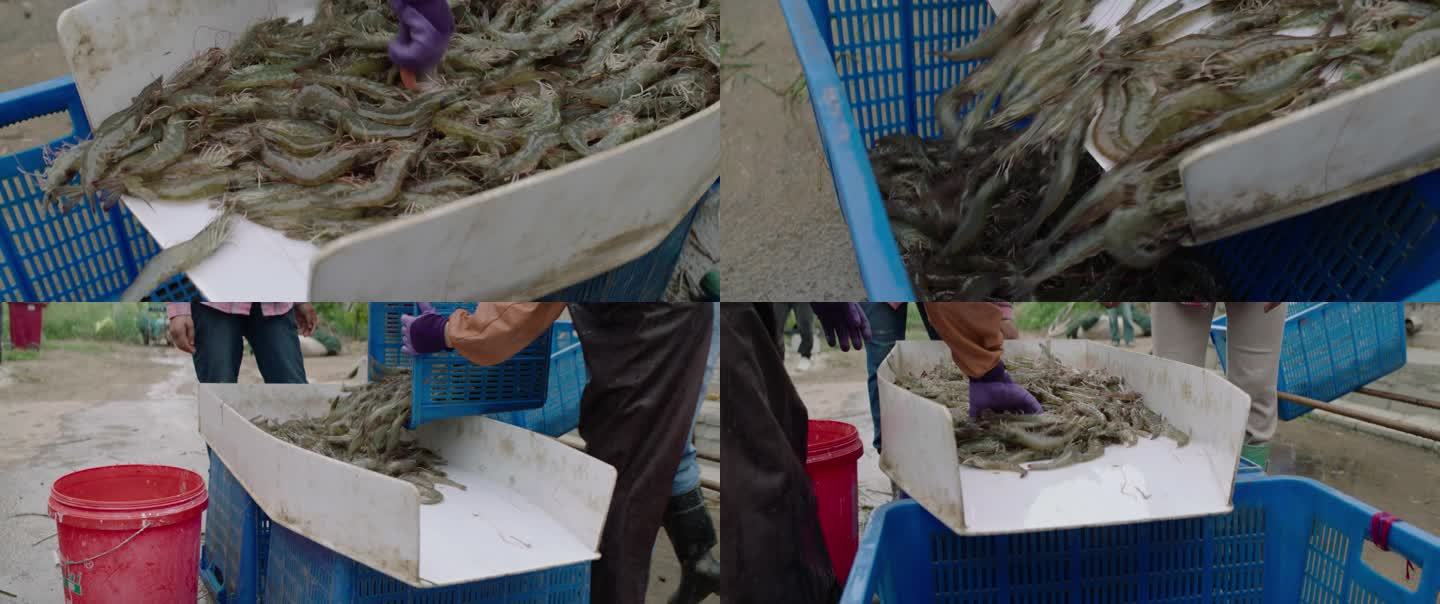 渔民处理刚捕捞的海虾近景拍摄素材