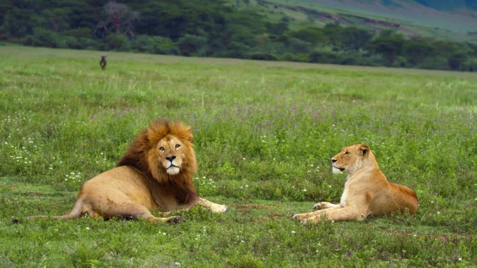 雄伟的国王和王后在坦桑尼亚森林广阔的草地上休息。雄狮和母狮漫步在广阔的绿色荒野中